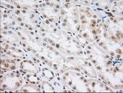 Cytochrome P450 1A2 Antibody (OTI8F1), Novus Biologicals 0.1 mL | Buy Online | Novus Biologicals | Fisher Scientific