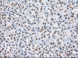 Cytochrome P450 1A2 Antibody (OTI8F1), Novus Biologicals 0.1 mL | Buy Online | Novus Biologicals | Fisher Scientific
