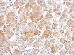 POR/Cytochrome P450 Reductase Antibody, Novus Biologicals 0.1mL; Unlabeled:Antibodies,