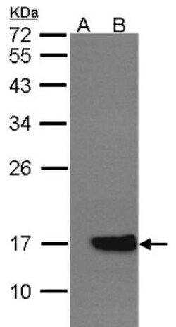 Cytochrome b5 type A Antibody, Novus Biologicals 0.1mL; Unlabeled:Antibodies,