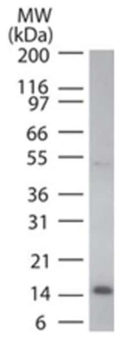 Cytochrome c Antibody (7H8.2C12) - BSA Free, Novus Biologicals 0.025mg;