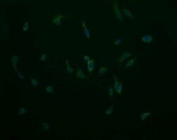 Cytochrome C Oxidase subunit 6c Antibody (OTI4B11), Novus Biologicals 0.1mL;