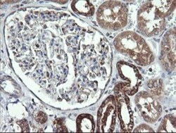 Cytochrome C Oxidase subunit 6c Antibody (OTI4B11), Novus Biologicals 0.1mL;