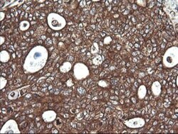 Cytochrome C Oxidase subunit 6c Antibody (OTI4B11), Novus Biologicals 0.1mL;