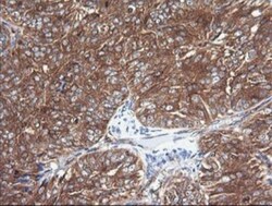 Cytochrome C Oxidase subunit 6c Antibody (OTI4B11), Novus Biologicals 0.1mL;