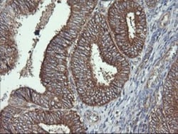 Cytochrome C Oxidase subunit 6c Antibody (OTI4B11), Novus Biologicals 0.1mL;