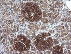 Cytochrome C Oxidase subunit 6c Antibody (OTI4B11), Novus Biologicals 0.1mL;