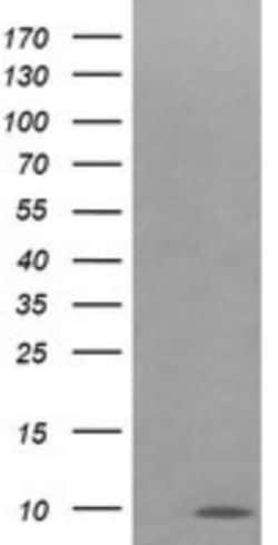 Cytochrome C Oxidase subunit 6c Antibody (OTI4B11), Novus Biologicals 0.1mL;