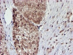 Cytochrome P450 17A1 Antibody (OTI3F11), Novus Biologicals 0.1mL; Unlabeled:Antibodies,