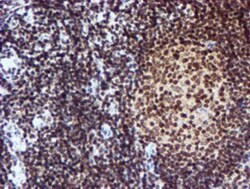 Cytochrome P450 17A1 Antibody (OTI3F11), Novus Biologicals 0.1mL; Unlabeled:Antibodies,