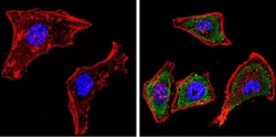 Cytochrome P450 1A1/1A2 Antibody (MC1), Novus Biologicals 0.1mL; Unlabeled:Antibodies,
