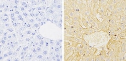 Cytochrome P450 1A1/1A2 Antibody (MC1), Novus Biologicals 0.1mL; Unlabeled:Antibodies,