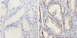 Cytochrome P450 1A1/1A2 Antibody (MC1), Novus Biologicals 0.1mL; Unlabeled:Antibodies,