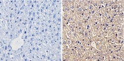 Cytochrome P450 1A1/1A2 Antibody (MC1), Novus Biologicals 0.1mL; Unlabeled:Antibodies,