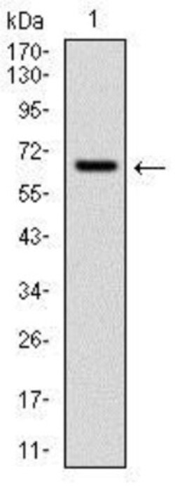 Cytochrome P450 1A1 Antibody (6G5) - BSA Free, Novus Biologicals 0.1 mL | Buy Online | Novus Biologicals | Fisher Scientific