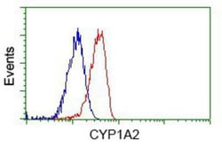 Cytochrome P450 1A2 Antibody (OTI8F1), Novus Biologicals 0.1 mL | Buy Online | Novus Biologicals | Fisher Scientific