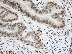 Cytochrome P450 1A2 Antibody (OTI8F1), Novus Biologicals 0.1 mL | Buy Online | Novus Biologicals | Fisher Scientific