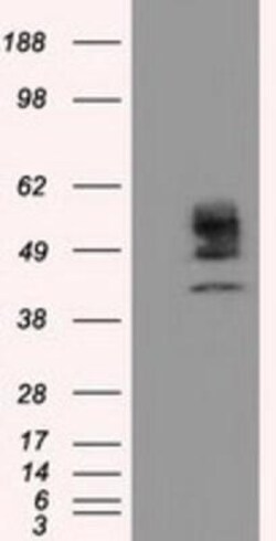 Cytochrome P450 1A2 Antibody (OTI8F1), Novus Biologicals 0.1 mL | Buy Online | Novus Biologicals | Fisher Scientific