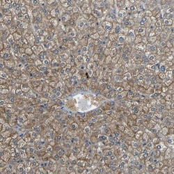 Cytochrome P450 26B1 Antibody, Novus Biologicals 25 &mu;L; Unlabeled:Antibodies,