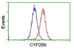 Cytochrome P450 2B6 Antibody (OTI3D5), Novus Biologicals 0.1mL; Unlabeled:Antibodies,