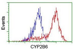 Cytochrome P450 2B6 Antibody (OTI3D5), Novus Biologicals 0.1mL; Unlabeled:Antibodies,