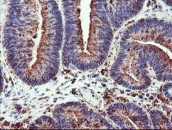 Cytochrome P450 2B6 Antibody (OTI3D5), Novus Biologicals 0.1mL; Unlabeled:Antibodies,