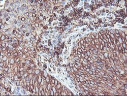 Cytochrome P450 2B6 Antibody (OTI3D5), Novus Biologicals 0.1mL; Unlabeled:Antibodies,