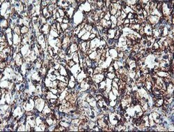 Cytochrome P450 2B6 Antibody (OTI3D5), Novus Biologicals 0.1mL; Unlabeled:Antibodies,