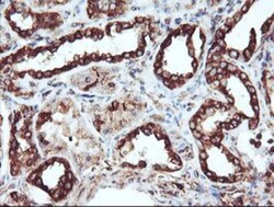 Cytochrome P450 2B6 Antibody (OTI3D5), Novus Biologicals 0.1mL; Unlabeled:Antibodies,