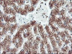 Cytochrome P450 2B6 Antibody (OTI3D5), Novus Biologicals 0.1mL; Unlabeled:Antibodies,