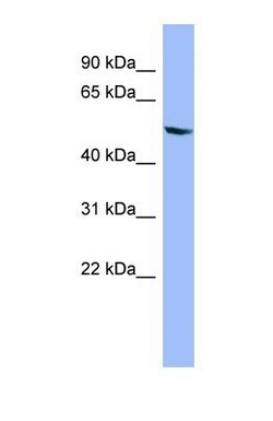 Cytochrome P450 2D6 Antibody, Novus Biologicals 0.05mg; Unlabeled:Antibodies,