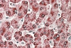 Cytochrome P450 2E1 Antibody, Novus Biologicals 0.1mg; Unlabeled:Antibodies,