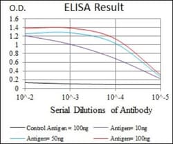 Cytochrome P450 3A4 Antibody (3H8) - BSA Free, Novus Biologicals 0.1mL;