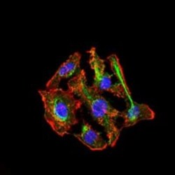 Cytochrome P450 3A4 Antibody (3H8) - BSA Free, Novus Biologicals 0.1mL;