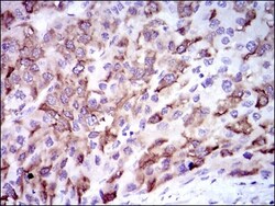 Cytochrome P450 3A4 Antibody (3H8) - BSA Free, Novus Biologicals 0.1mL;