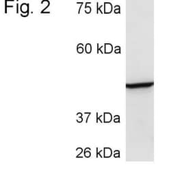 Cytochrome P450 3A4 Antibody, Novus Biologicals 0.025 mL, Unconjugated:Antibodies,