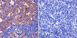 Cytohesin-1 Antibody (6G11), Novus Biologicals 0.1mg; Unlabeled:Antibodies,
