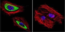Cytohesin 2 Antibody (10A12), Novus Biologicals 0.1mg; Unlabeled:Antibodies,