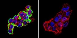 Cytohesin 2 Antibody (10A12), Novus Biologicals 0.1mg; Unlabeled:Antibodies,