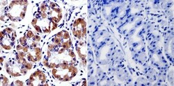 Cytohesin 2 Antibody (10A12), Novus Biologicals 0.1mg; Unlabeled:Antibodies,