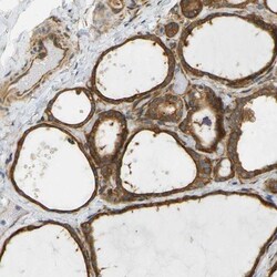 Cytohesin 3 Antibody, Novus Biologicals 25 &mu;L; Unlabeled:Antibodies,