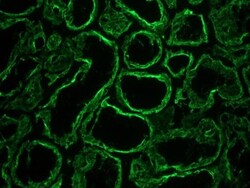 Cytokeratin 18 Antibody (RGE53) - BSA Free, Novus Biologicals 0.1mg; Unlabeled:Antibodies,