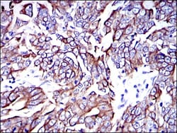 Cytokeratin 19 Antibody (4E8) - BSA Free, Novus Biologicals 0.1mL; Unlabeled:Antibodies,