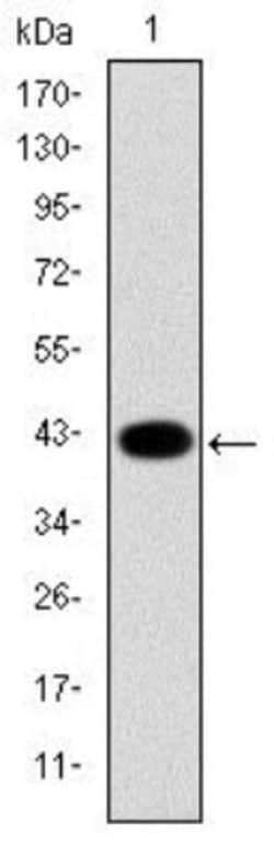 Cytokeratin 19 Antibody (4E8) - BSA Free, Novus Biologicals 0.1mL; Unlabeled:Antibodies,