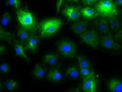Cytokeratin 8 Antibody (OTI1B12), Novus Biologicals 0.1mL; Unlabeled:Antibodies,