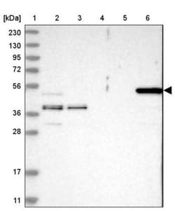 Cytokeratin 15 Antibody, Novus Biologicals 25 &mu;L; Unlabeled:Antibodies,