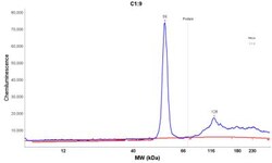 Cytokeratin 18 Antibody (DC10), Novus Biologicals:Antibodies:Primary Antibodies
