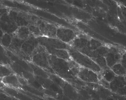 Cytokeratin 19 Antibody (RCK108) - BSA Free, Novus Biologicals 0.1mg; Unlabeled:Antibodies,