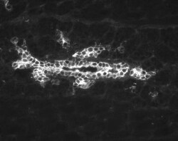 Cytokeratin 19 Antibody (RCK108) - BSA Free, Novus Biologicals 0.1mg; Unlabeled:Antibodies,