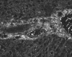 Cytokeratin 19 Antibody (RCK108) - BSA Free, Novus Biologicals 0.1mg; Unlabeled:Antibodies,